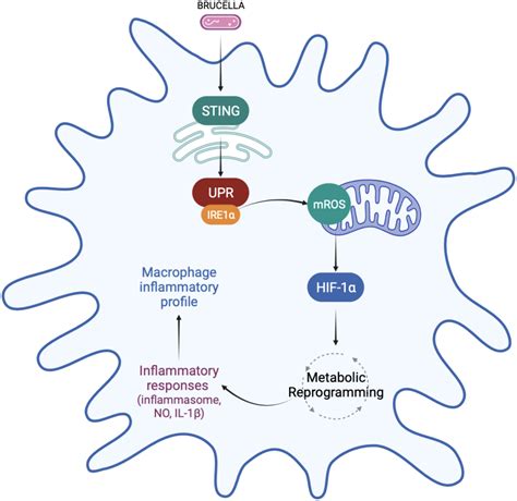 Frontiers The endoplasmic reticulum stress sensor IRE1α modulates