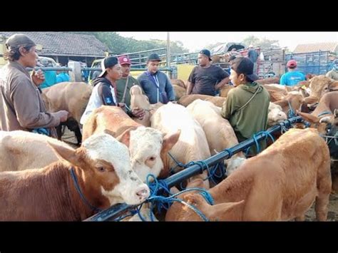 Harga Pedet Jantan Pagi Ini Pasar Sapi Warujayeng Nganjuk YouTube