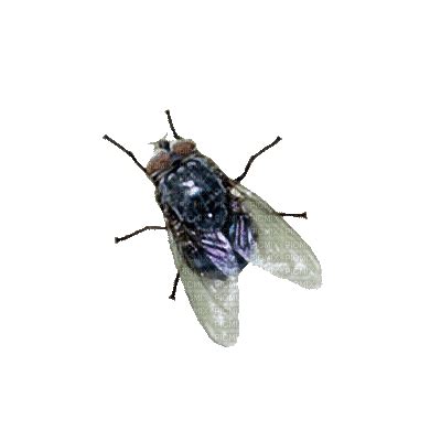 Fly Bug Animated Gif