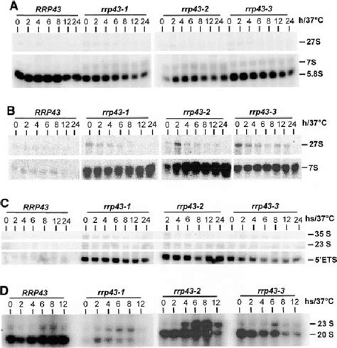 Northern Blot Analysis Of Pre Rrna Processing In Rrp43 Mutant Strains