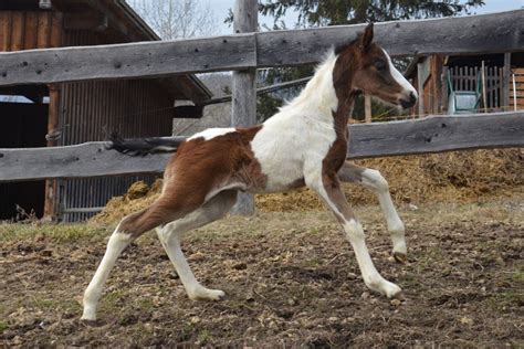 Niki S Nemo Nikola Pinto Reitpferd Hengst Schecke Pferd