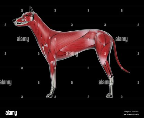 Perro Anatomia Musculos Fotograf As E Im Genes De Alta Resoluci N Alamy