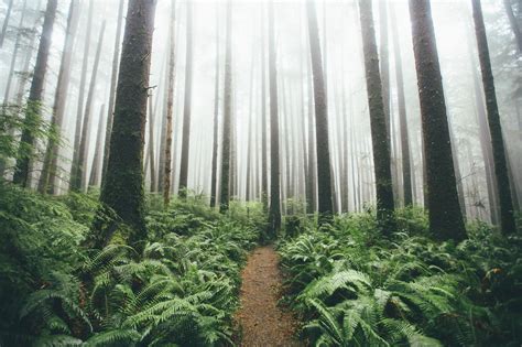 Wallpaper X Px Forest Landscape Path Trees X