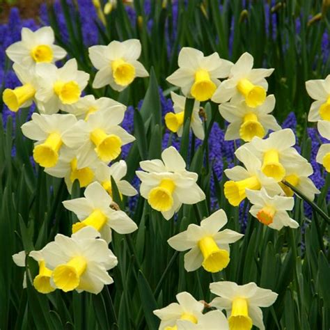 Daffodil Narcissus Bulbs Bravoure Giant Trumpet Daffodil