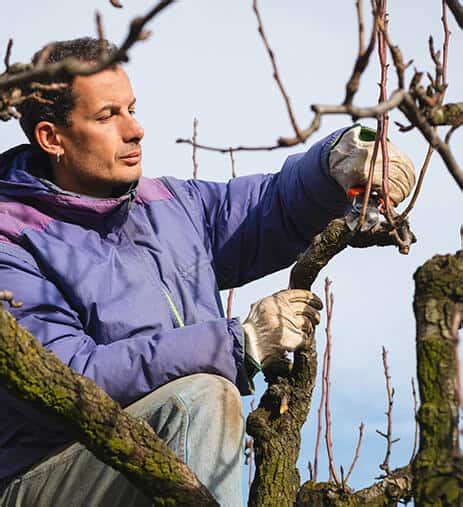 Tree Pruning King Fisher Trees