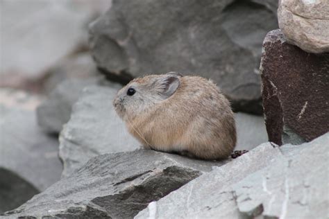 Large Eared Pika Ochotona Macrotis Zoochat