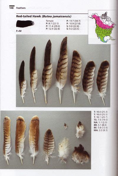 Eagle Feather Identification