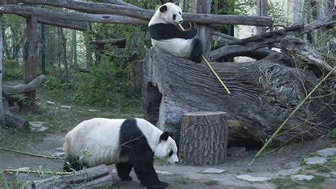 Paarungszeit der Großen Pandas im Tiergarten Schönbrunn I Giant Panda