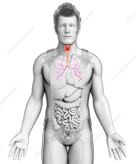 Male Trachea And Bronchi Illustration Stock Image F017 0837 Science Photo Library