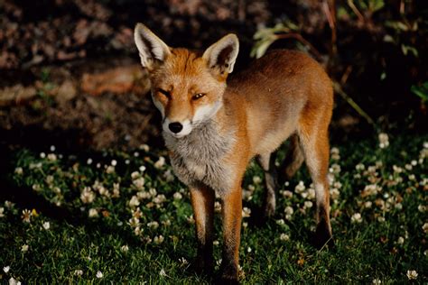 Young Fox Visits Urban Glasgow Scotland Urban Fox Slide Flickr