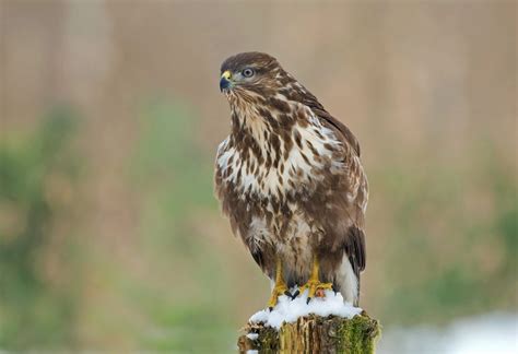 Hawks In Virginia 7 Must See Species That Call This State Home