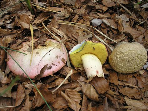 Flora Fauna Y Fungi Del Valle Del Rudr N En Burgos Boletus