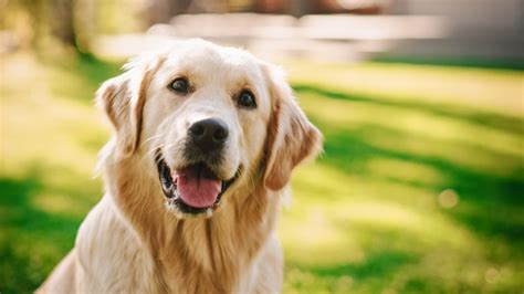 Ra O Para Golden Retriever Veja As Melhores Op Es