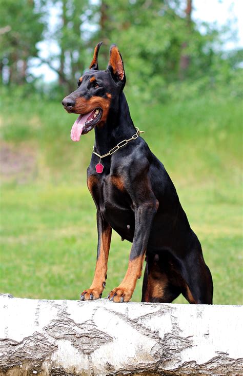 Doberman Puppies Wallpapers - Wallpaper Cave