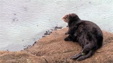 Unique Moment Wild Sea Otter Gives Birth In A California Aquarium