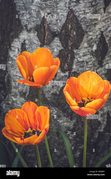 Three Red and orange tulips Stock Photo - Alamy