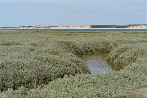 La Baie D Authie Zygonyx Flickr