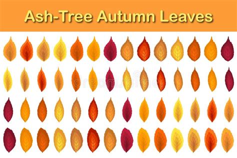 Ash Tree Leaf Set Stock Illustration Illustration Of Branch 259300638