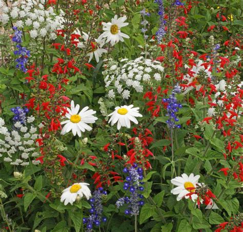 Red White Blue Seed Mixture | Applewood Seed Company