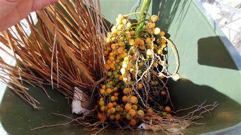 Cut Down Palm Tree Seed Pods And Not Making A Mess Youtube