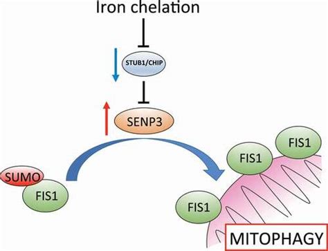 Full Article Iron Chelation Promotes Mitophagy Through Senp Mediated