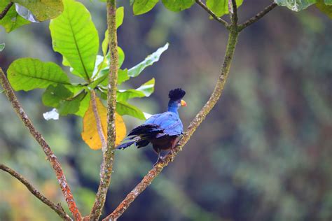 Days Nyungwe Forest National Park Birding Safari Wild Whispers Africa