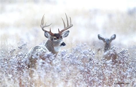 Whitetail Deer Hunting Wallpaper 38 Page 3 Of - Hq Photos Whitetail Deer - 1410x910 Wallpaper ...