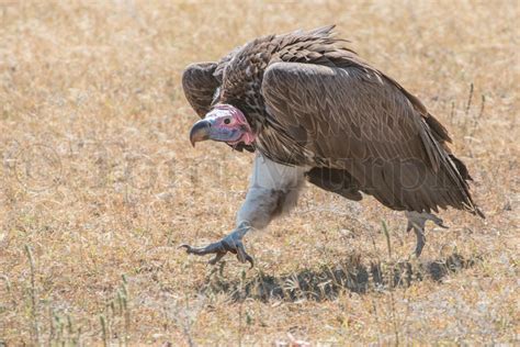 Lappet Faced Vulture – Tom Murphy Photography