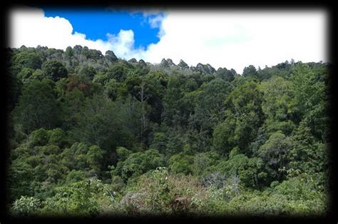 Tipos De Bosques En Honduras By Yaneth Andino Issuu