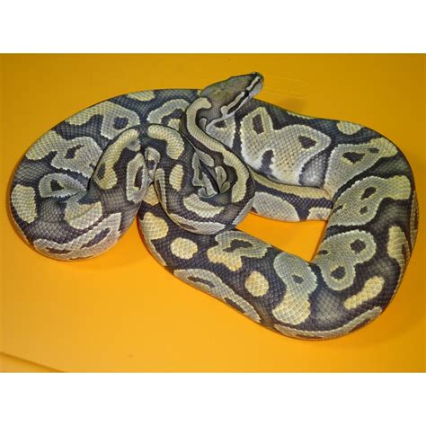 Ghost Ball Python Adult Male Strictly Reptiles