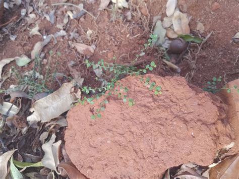 Scrambling Caper From Kingaroy Qld Australia On October