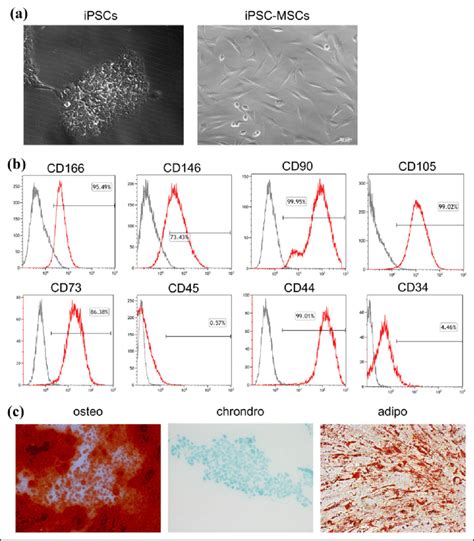 Characterization Of Ipsc Mscs A Morphology Of Ipscs And Ipsc Mscs