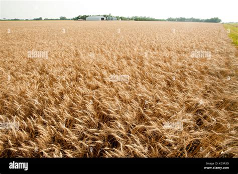 Harvest Ready Wheat In Field North Dakota Stock Photo Alamy