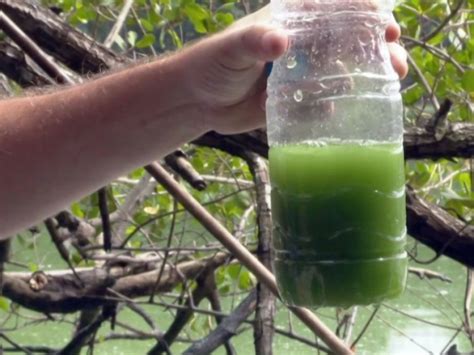 Gazetaweb Gua Verde Das Lagoas Da Barra T Xica Diz Fiocruz