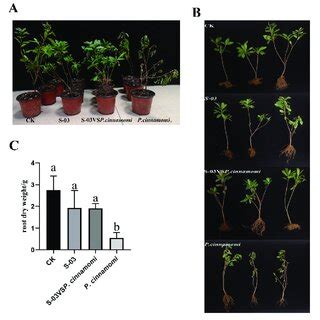 S-03 improves plant resistance to Phytophthora cinnamomi. (A) S-03 ...