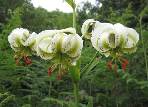 Lilium Ledebourii Sousan E Chehel Cheraagh Visit Iran