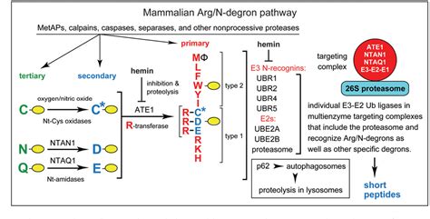 Figure From The Arg N Degron Pathway Targets Transcription Factors