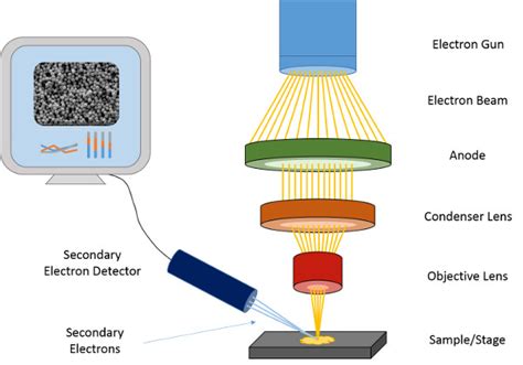 Scanning Electron Microscopy SEM Operation Image Analysis