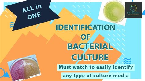 Identification Of Bacterial Culture Media Microbiology Lab Practical Youtube