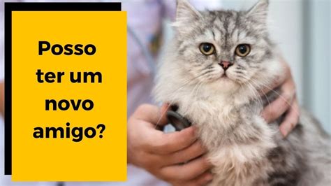 FELV LEUCEMIA FELINA Posso Ter Outro Gato Em Um Ambiente Um