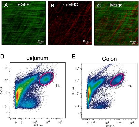 Identification Of Smcs In The Intestinal Smooth Muscle With Egfp And