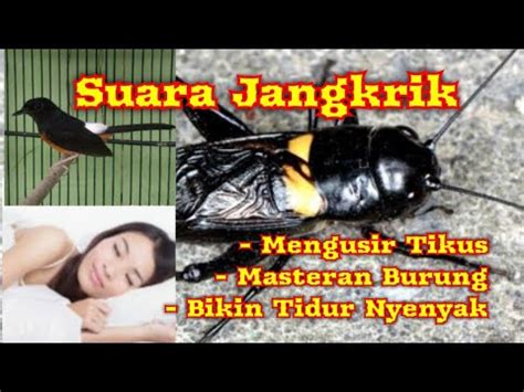 Suara Jangkrik Pengusir Nyamuk Dan Tikus Bonus Suara Katak Untuk