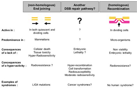 Schematic View Of The Dna Double Strand Breaks Dsb Repair Pathways