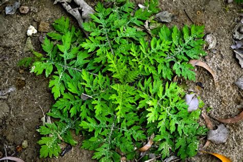 Hojas De Planta Verde Fondo Texturizado Hojas De Planta Verde Fondo De