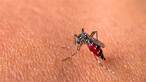 Chikungunya Dari Tanzania Ke Tangerang Ini Gejala Dan Pencegahannya