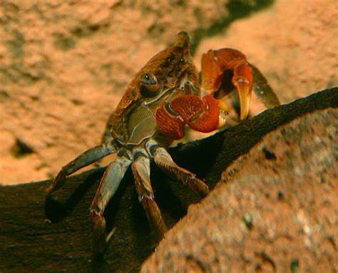 Pseudosesarma moeshi Rød mangrove krabbe