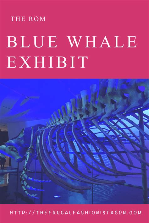 The ROM Blue Whale Exhibit - The Frugal Fashionista