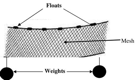 3 A Gillnet With Mesh Floats And Weights Download Scientific Diagram