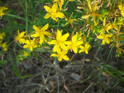 Invasives Species Lists Columbia Shuswap Invasive Species Society