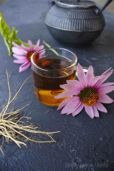 Harvesting Echinacea to make Echinacea tea - SimplyBeyondHerbs